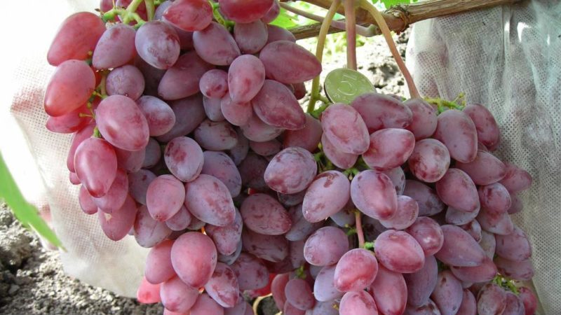 Frost-resistant high-yielding hybrid of grapes Amethyst