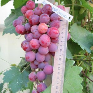 Red rose grape hybrid - features of care and cultivation