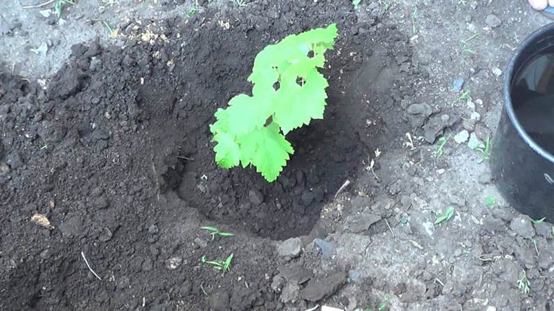 The best frost-resistant grape varieties: characteristics, description, selection criteria