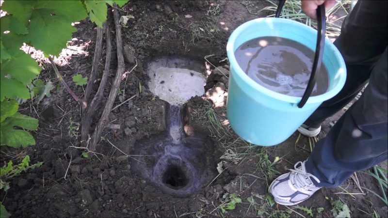 Non-covering grape varieties for the Leningrad region