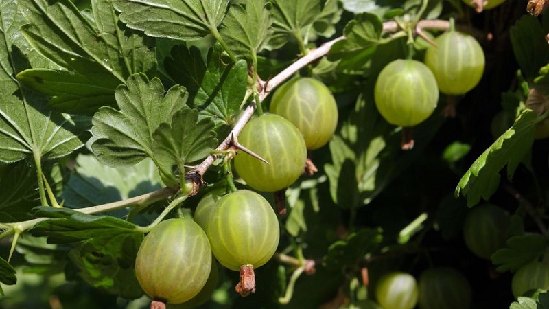 Gooseberry varieties for the Moscow region, resistant to powdery mildew
