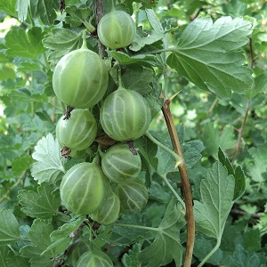 Delicious, large and harvestable gooseberry variety Ural grapes