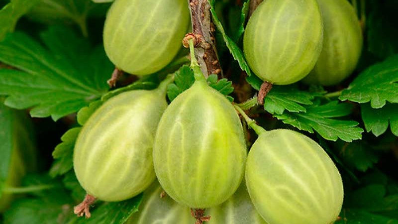 Delicious, large and harvestable gooseberry variety Ural grapes