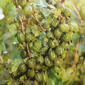 Delicious, large and harvestable gooseberry variety Ural grapes
