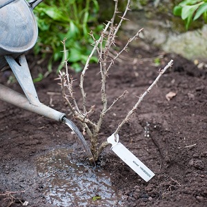How gooseberries reproduce - all ways