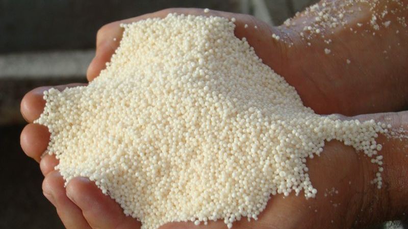 What is the effect of nitrate on wheat and how is it used for fertilization