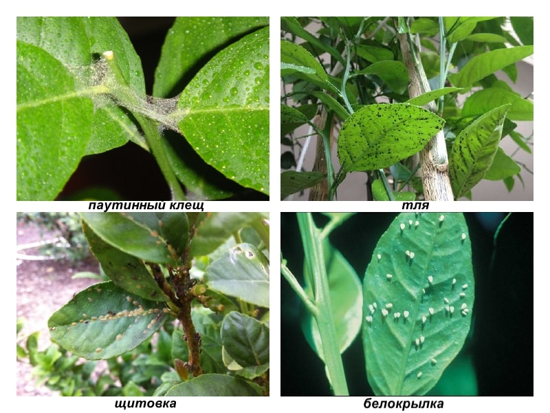 Lemon pests and diseases: treatment and prevention at home