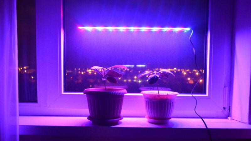 Choosing a phytolamp for seedlings