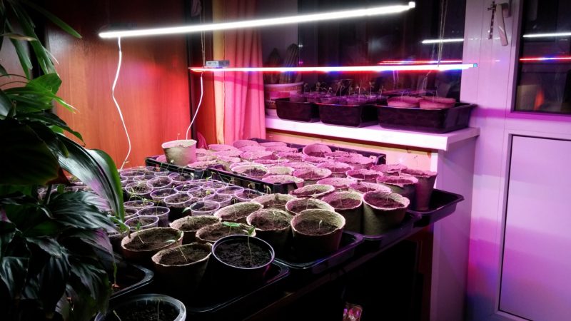 Choosing a phytolamp for seedlings