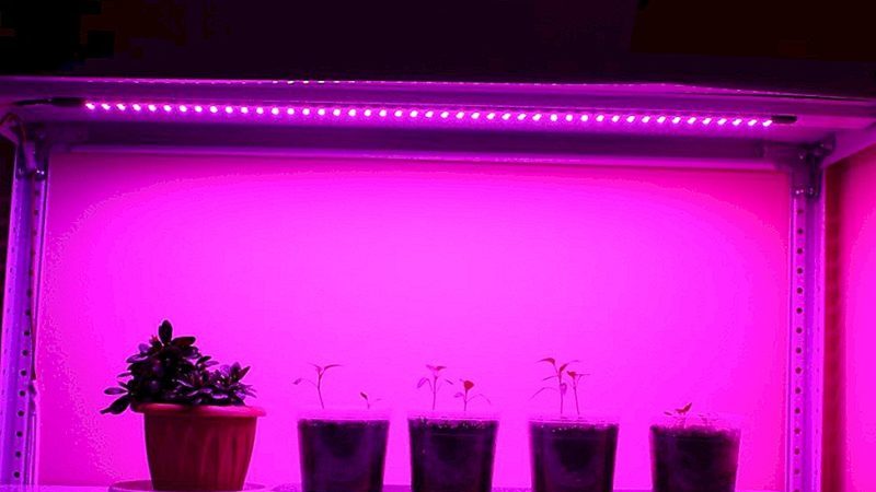 Choosing a phytolamp for seedlings