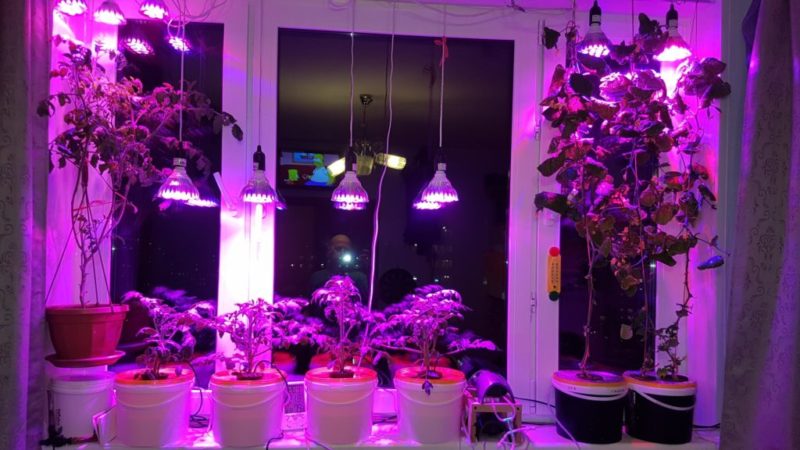 Choosing a phytolamp for seedlings