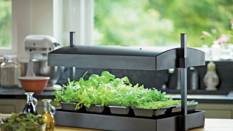 Choosing a phytolamp for seedlings