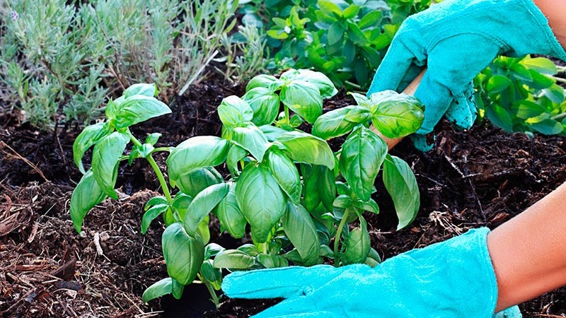 A fragrant variety of basil Basilisk for pickles and fresh salads