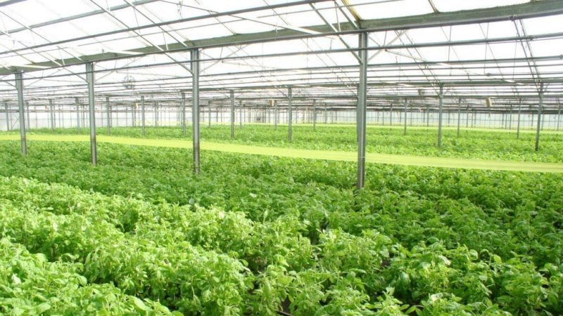 A fragrant variety of basil Basilisk for pickles and fresh salads