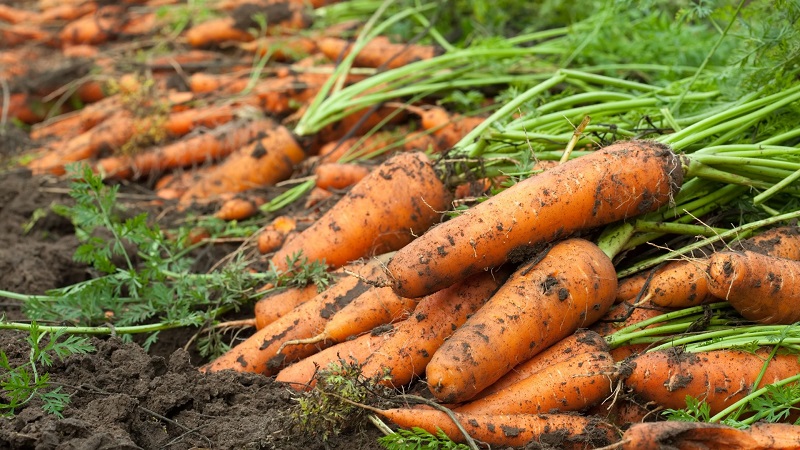 What to do if carrots burst and crack in the garden, and why this happens