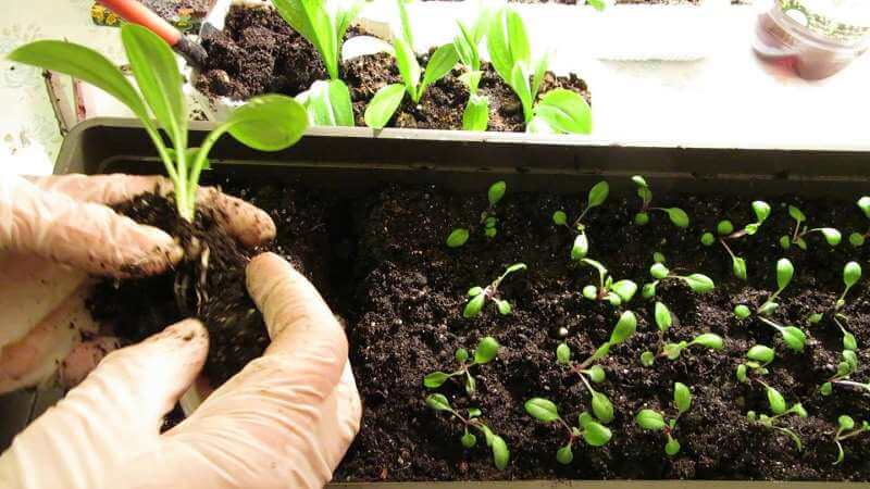 Growing petunias at home and in the open field: necessary conditions, planting, care