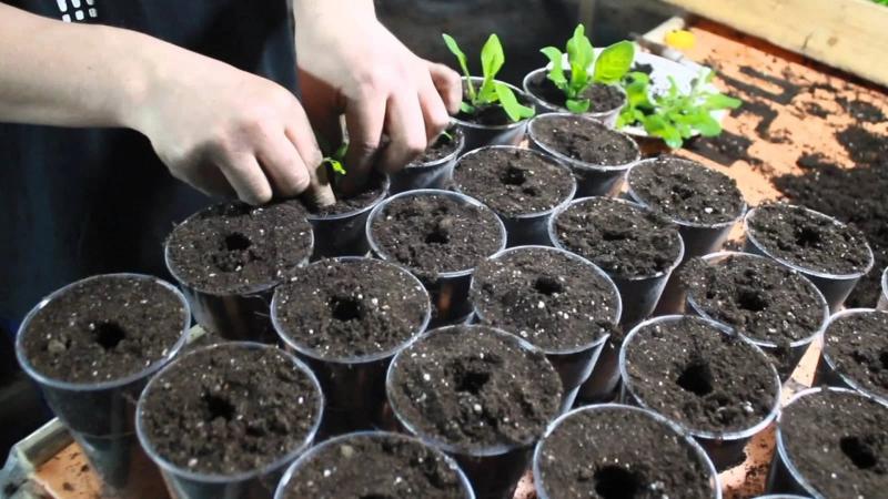 Growing petunias at home and in the open field: necessary conditions, planting, care