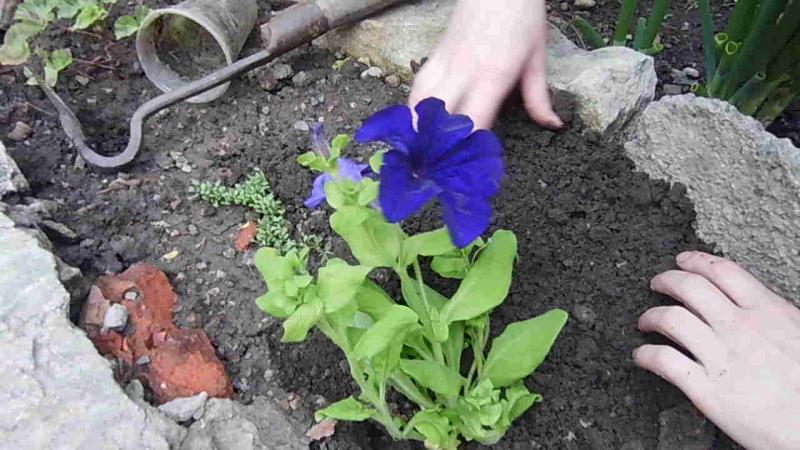 Growing petunias at home and in the open field: necessary conditions, planting, care