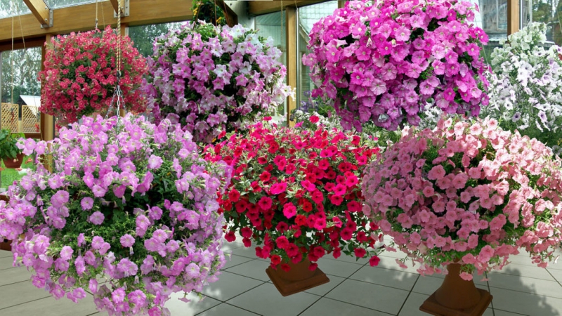 Growing petunias at home and in the open field: necessary conditions, planting, care