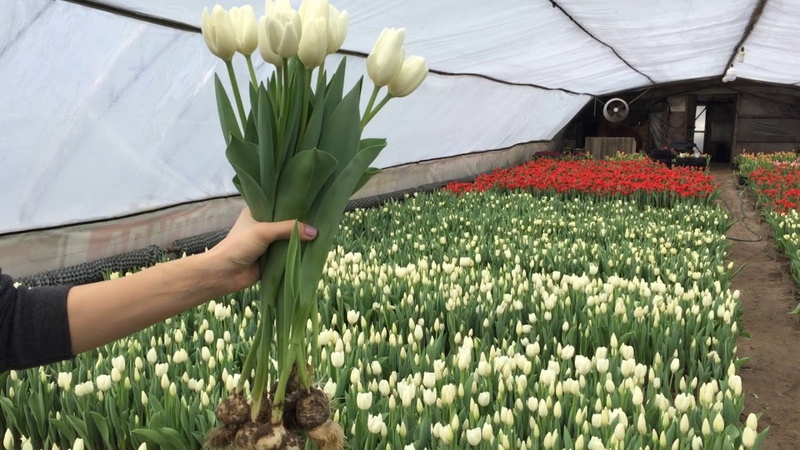 How to grow tulips by March 8