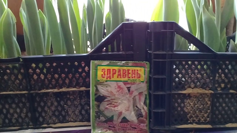 How to grow tulips by March 8