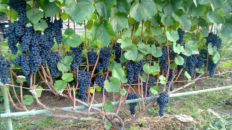 Growing grapes for beginners