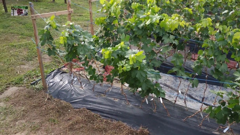 Growing grapes for beginners