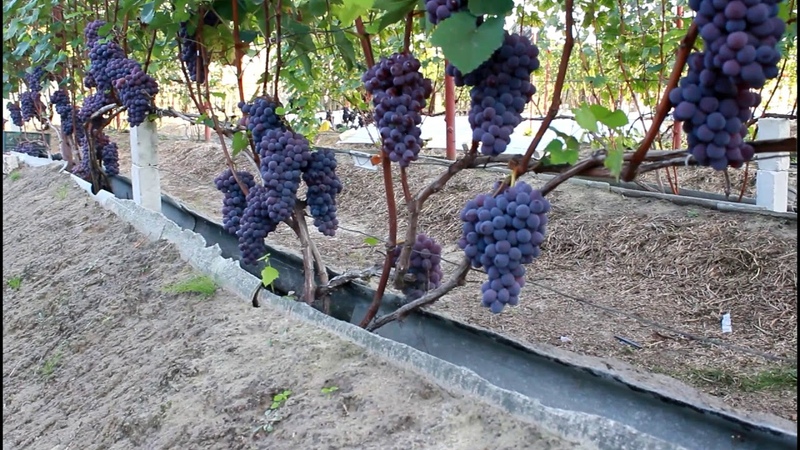 Growing grapes for beginners