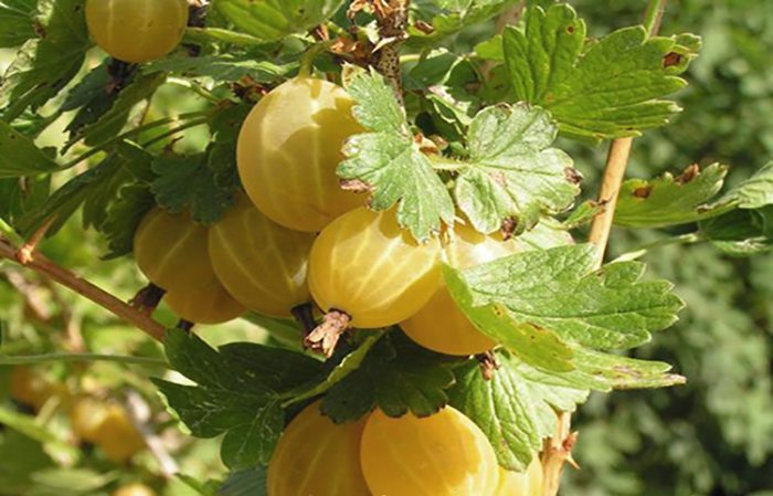 Early ripe gooseberry variety Dzintars Kursu