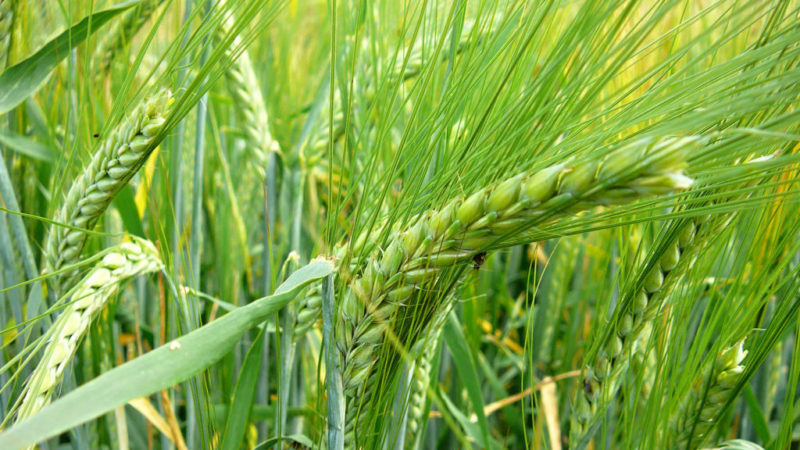 Characteristics of barley varieties: Worthy, Duncan, Harlem and others