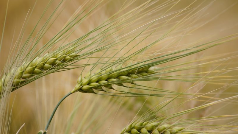 Characteristics of barley varieties: Worthy, Duncan, Harlem and others