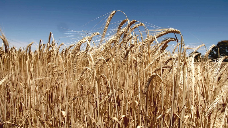 Characteristics of barley varieties: Worthy, Duncan, Harlem and others