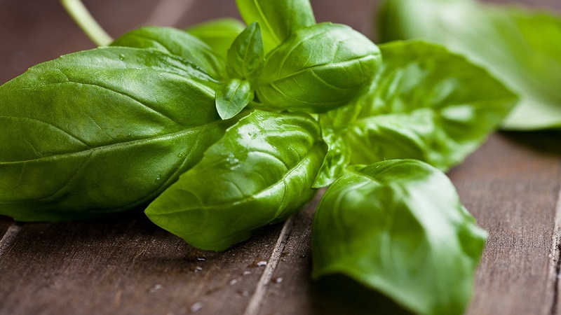Green basil - benefits and harms