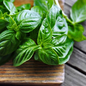 Green basil - benefits and harms