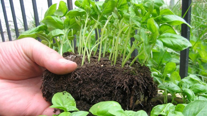 Green basil - benefits and harms
