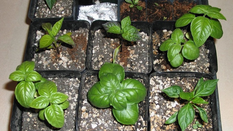 Green basil - benefits and harms