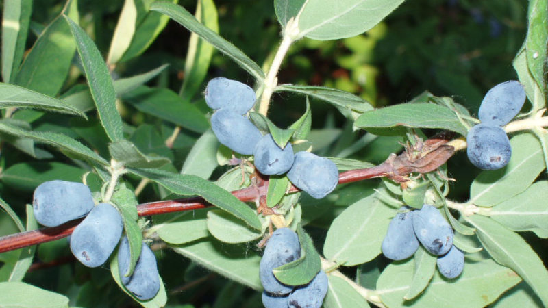 The sweetest and largest varieties of honeysuckle for Siberia
