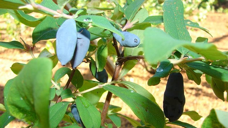 Edible honeysuckle Swan for fresh consumption and desserts