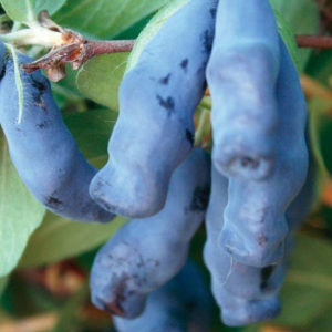Edible honeysuckle Swan for fresh consumption and desserts