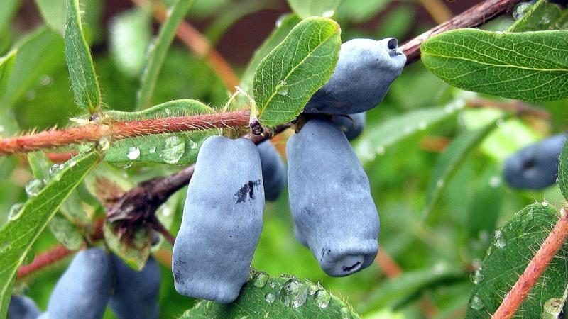 Edible honeysuckle Swan for fresh consumption and desserts