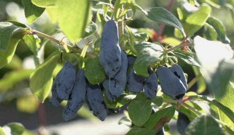 Frost-resistant variety of Pavlovskaya honeysuckle with large sweet berries