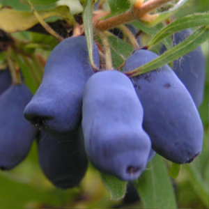 Frost-resistant variety of Pavlovskaya honeysuckle with large sweet berries