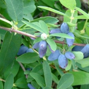 Frost-resistant variety of Pavlovskaya honeysuckle with large sweet berries