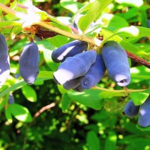 When honeysuckle ripens in different regions