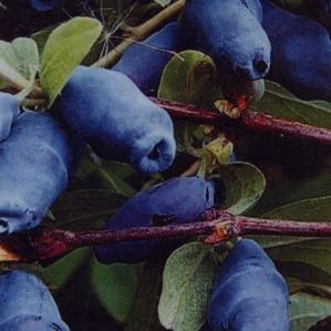 A tall, early-ripening variety of edible honeysuckle Titmouse