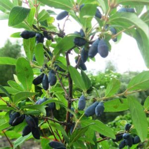 Planting and caring for honeysuckle in the Moscow region