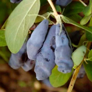 Early ripe honeysuckle Blue cliff