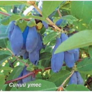 Early ripe honeysuckle Blue cliff