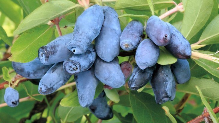 Early maturing honeysuckle Blue cliff