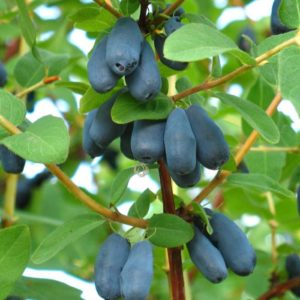 Productivity variety of Malvina's honeysuckle with sweet and sour berries without bitterness